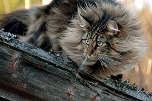 怎么喂養(yǎng)挪威森林貓