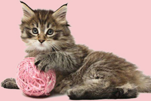 貓玩具怎么挑選