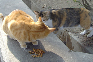 流浪貓收養(yǎng)怎么處理