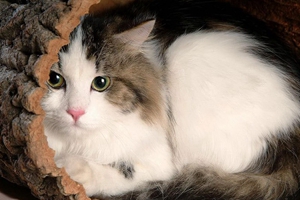 布偶貓?jiān)趺答B(yǎng)