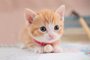 寵物貓領養(yǎng)要注意什么