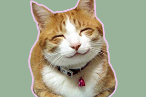 為什么貓會打呼嚕