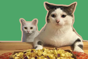 貓貓不吃東西怎么辦