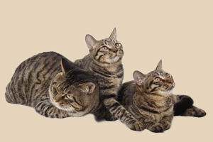 貍花貓?jiān)趺答B(yǎng)