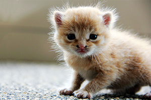 收養(yǎng)流浪貓怎么處理