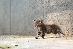 收養(yǎng)流浪貓要注意事項