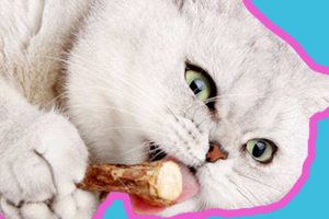 貓零食什么時候喂