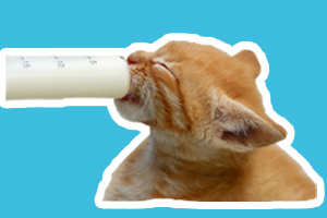 幼貓吃什么補充營養(yǎng)