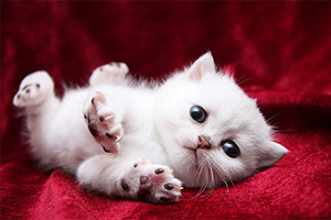 寵物貓領養(yǎng)注意事項