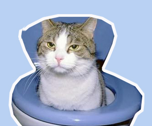 貓尿味怎么去除