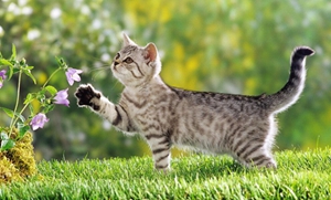 貓可以放養(yǎng)嗎 貓咪放養(yǎng)的危害介紹