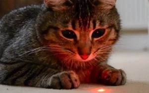 貓為什么喜歡激光筆 激光筆逗貓注意事項(xiàng)