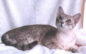 澳大利亞霧貓吃什么 澳大利亞霧貓喂養(yǎng)手冊(cè)