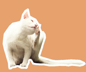 貓驅(qū)蟲(chóng)怎么做