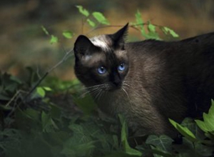 暹羅貓性格特點(diǎn)是什么