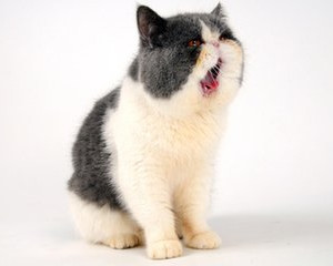 貓咪口臭怎么辦