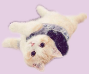 小奶貓?jiān)趺答B(yǎng)