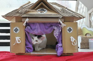 怎么用紙箱做貓窩