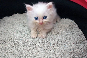 貓砂多久換一次 貓砂更換時(shí)間及方法