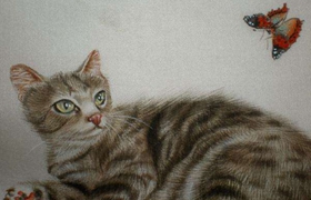 澳大利亞霧貓要剃毛嗎 剃毛判斷原理