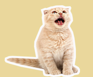 貓一直叫怎么辦