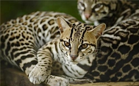 豹貓?zhí)羰吃趺崔k 豹貓?zhí)羰吃蚍治? / data-v8O2=