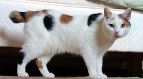 馬恩島貓怎么養(yǎng) 馬恩島貓幼貓飼養(yǎng)方法