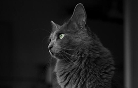 內華達貓怎么養(yǎng) 內華達貓飼養(yǎng)知識