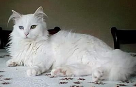 蒂凡尼貓多久洗一次澡 蒂凡尼貓洗澡注意事項(xiàng)