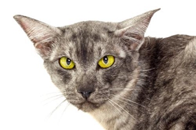 爪哇貓怎么洗澡 爪哇貓洗澡程序介紹