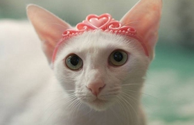 怎么給東方貓洗澡 東方貓洗澡步驟