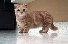 曼基康貓性格怎么樣 曼基康貓性格介紹