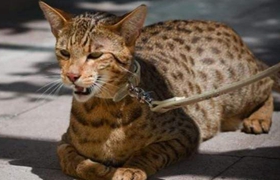 阿舍拉貓指甲怎么剪 阿舍拉貓剪指甲方法