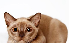 歐洲緬甸貓性格好不好 歐洲緬甸貓性格介紹