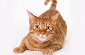 非洲獅子貓怎么養(yǎng) 非洲獅子貓飼養(yǎng)手冊