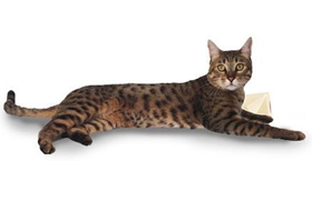 加州閃亮貓吃什么 加州閃亮貓喂養(yǎng)指南