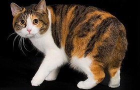 馬恩島貓有體味怎么辦 馬恩島貓有體味解決辦法