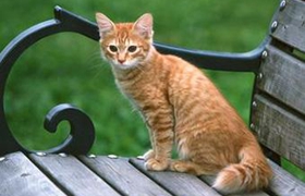 美國(guó)剛毛貓掉毛嗎 美國(guó)剛毛貓掉毛解決辦法