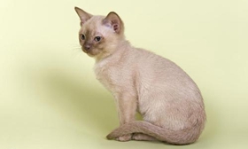 歐洲緬甸貓怎么修指甲 歐洲緬甸貓指甲修剪方法