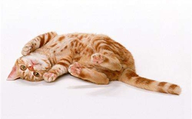 美國(guó)剛毛貓好養(yǎng)嗎 美國(guó)剛毛貓喂養(yǎng)手冊(cè)