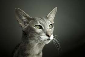 東方貓貓毛怎么清理 教你貓毛清理小技巧