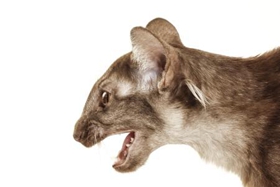 爪哇貓吃什么 爪哇貓喂養(yǎng)方法