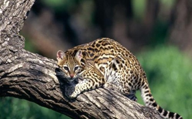 豹貓怎么養(yǎng) 豹貓飼養(yǎng)技巧