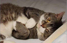 美國(guó)剛毛貓能吃牛肉嗎 美國(guó)剛毛貓禁忌食物介紹