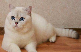 重點色短毛貓怎么洗澡 重點色短毛貓洗澡注意事項