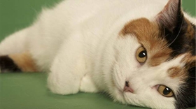 馬恩島貓掉毛怎么辦 馬恩島貓掉毛原因介紹