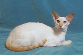 重點色短毛貓怎么養(yǎng) 重點色短毛貓養(yǎng)護知識