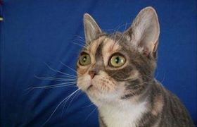 美國(guó)剛毛貓?jiān)趺答B(yǎng) 美國(guó)剛毛貓飼養(yǎng)方法