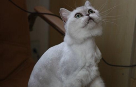 蒂凡尼貓喂什么 蒂凡尼貓喂養(yǎng)手冊(cè)