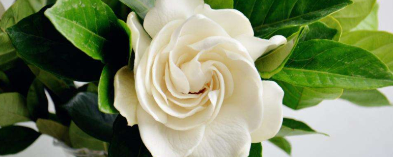 為什么說(shuō)梔子花不能養(yǎng)家里